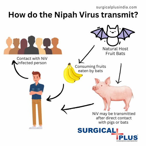 Nipah Virus Transmission